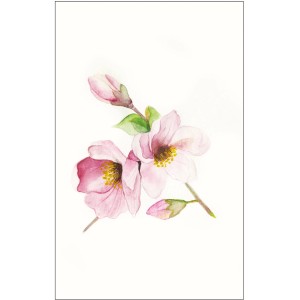 Wandbild: Zarte Magnolia Blüten in Rosa und Grün, 50x70 cm. Dekorative Blüten für Ihr Zuhause.