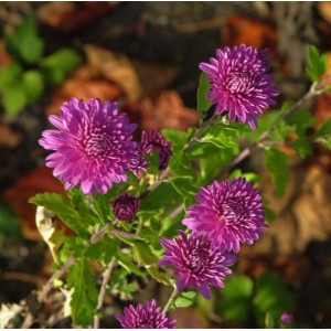 Nahaufnahme einer Winteraster Schweizerland (Chrysanthemum hortorum) mit lila Blüten.