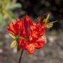 Leuchtend gelbe Blüte des Rhododendron Luteum Royal Command, Nahaufnahme.