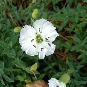 6 x Leimkraut 'Weisskehlchen' Silene maritima Topf 9cm Beetrandpflanze