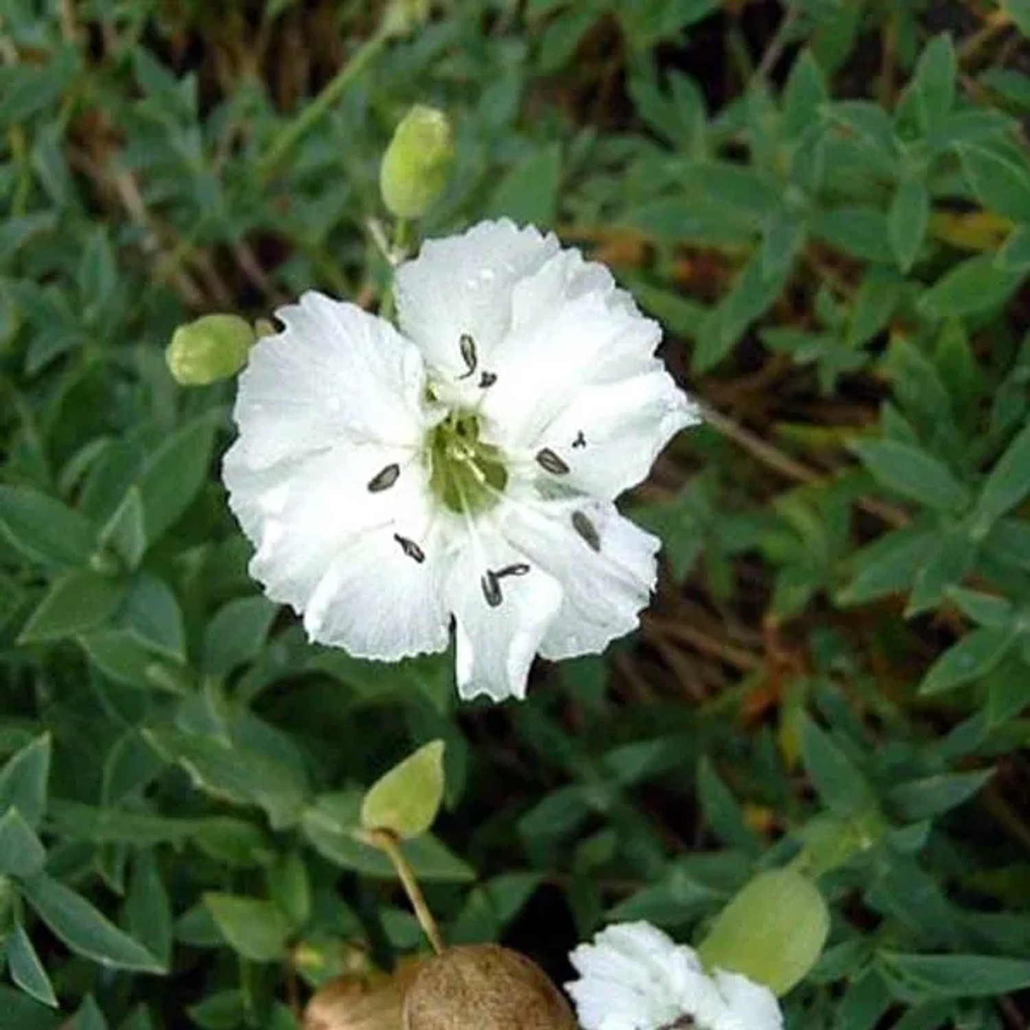 6 x Leimkraut 'Weisskehlchen' Silene maritima Topf 9cm Beetrandpflanze