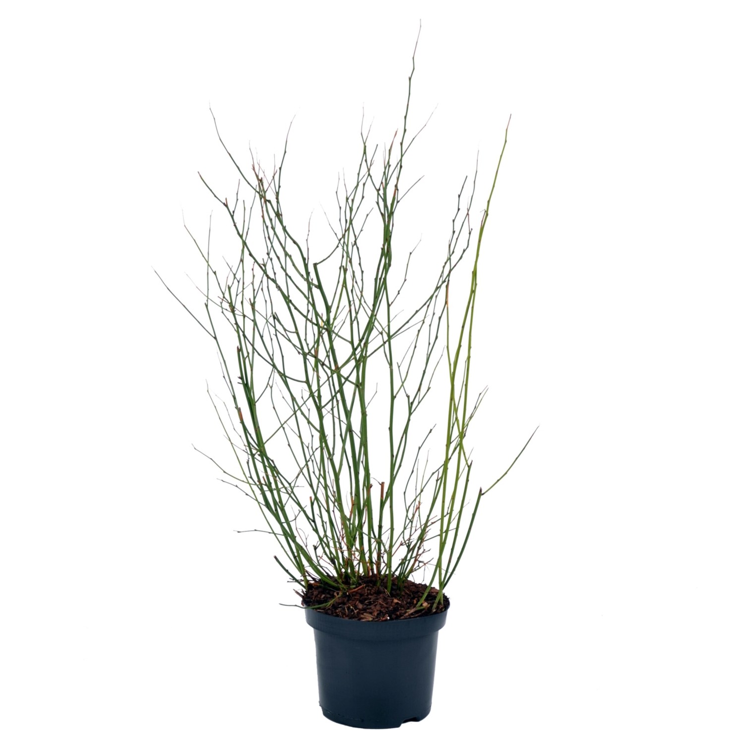 Ranunkelstrauch Golden Guinea Höhe ca. 50-60 cm Topf ca. 4,5 l Kerria japon günstig online kaufen