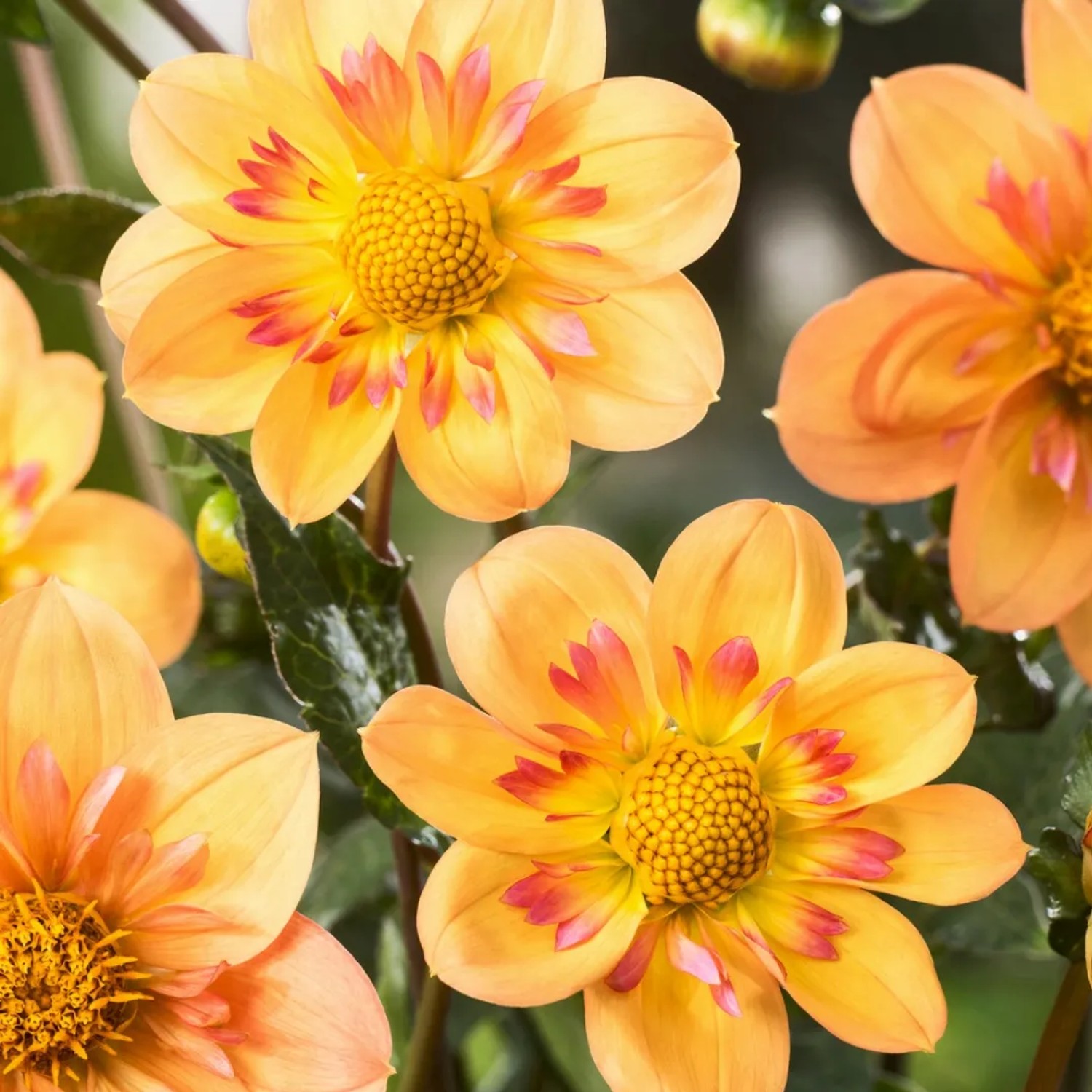 Plant In A Box Dahlie X3  Dahlia 'Kelsey Annie Joy' Höhe 10cm Ø1 Orange