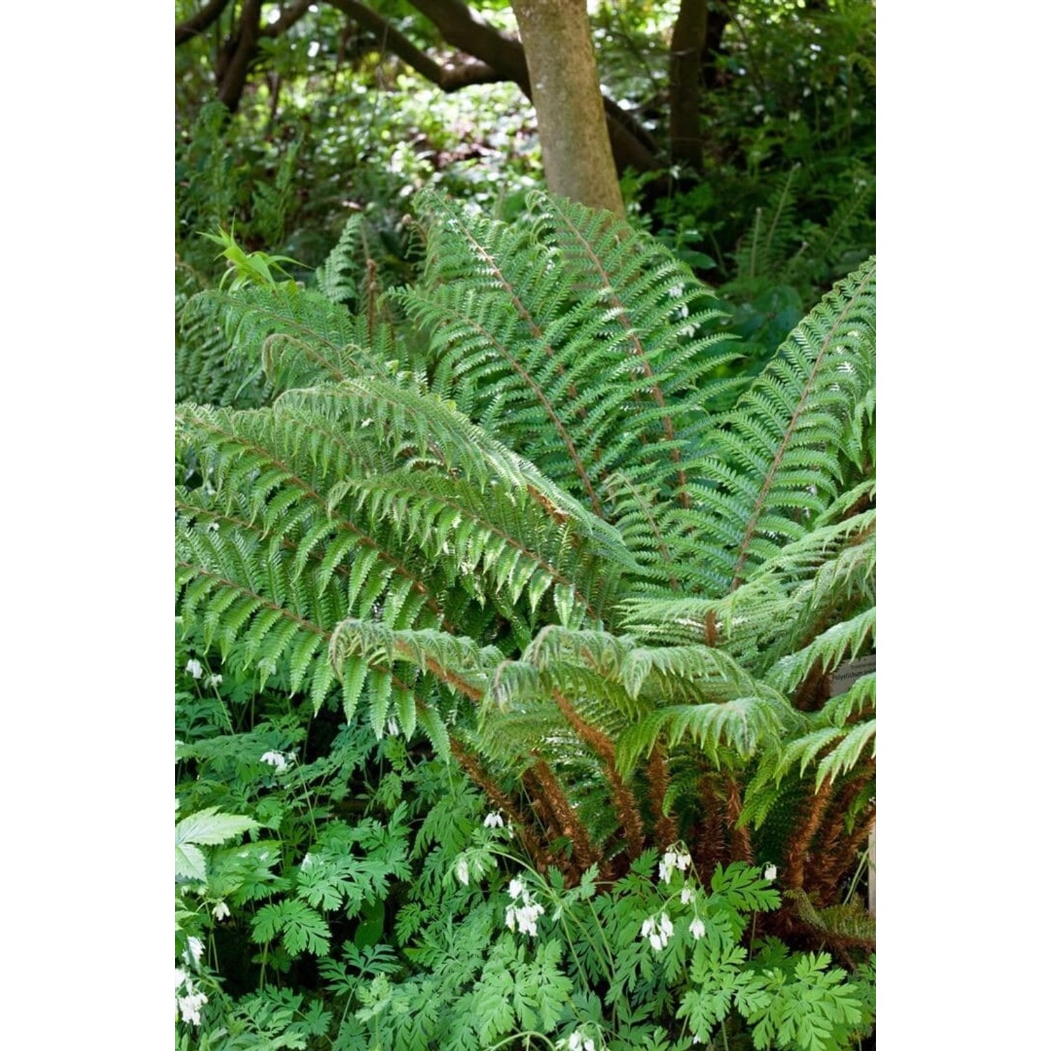 Polystichum Polyblepharum Glanz-Schildfarn Ca. 9x9 cm Topf günstig online kaufen