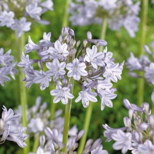 Nahaufnahme der zartblauen Blüten der GROW by OBI Agapanthus Silver Arrow.