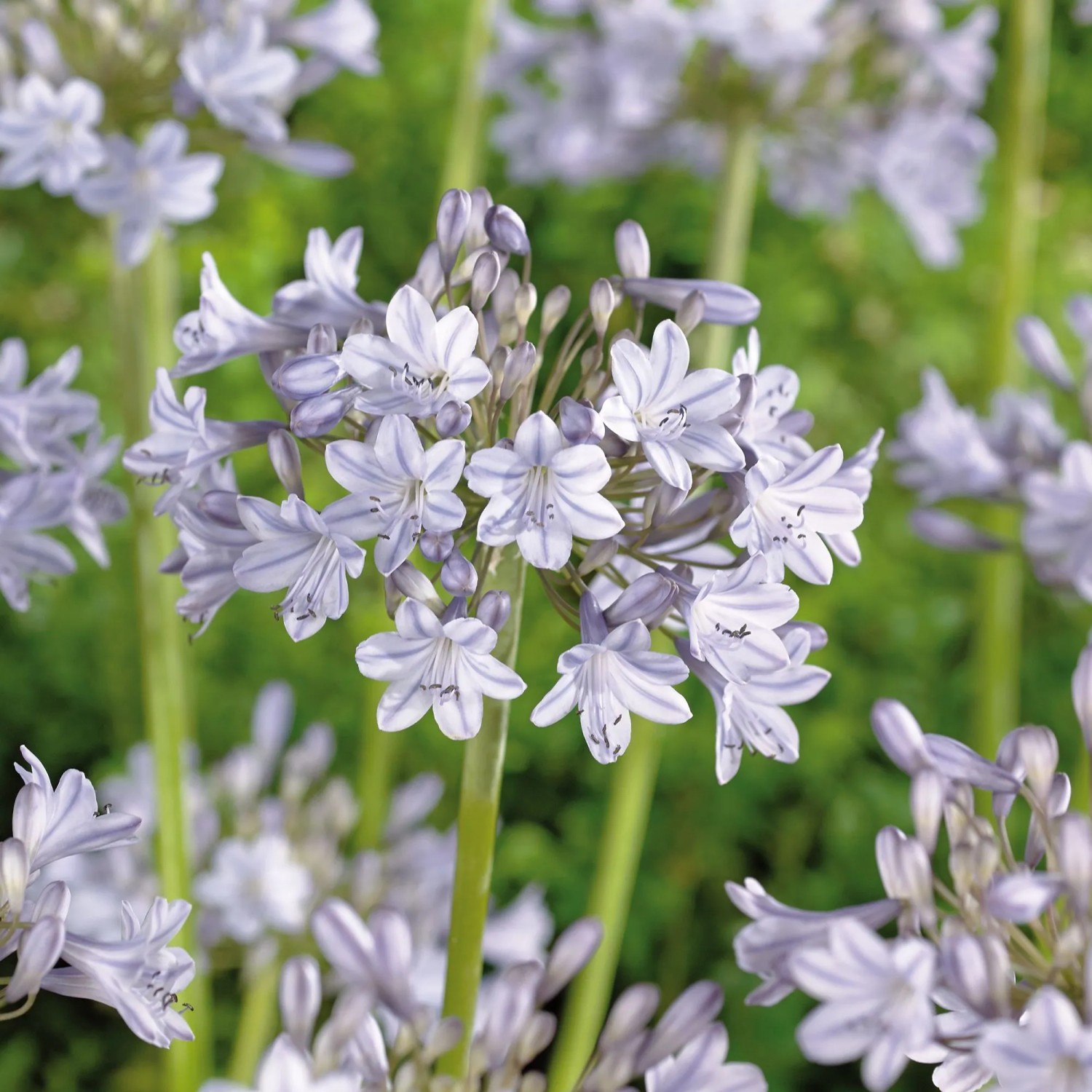 GROW by OBI Agapanthus africanus Silver Arrow
