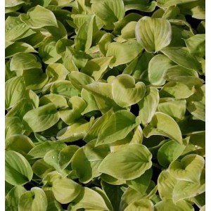 Grünblättrige Funkie 'Fragrant Bouquet' (Hosta plantaginea) mit hellgrünen Blättern.