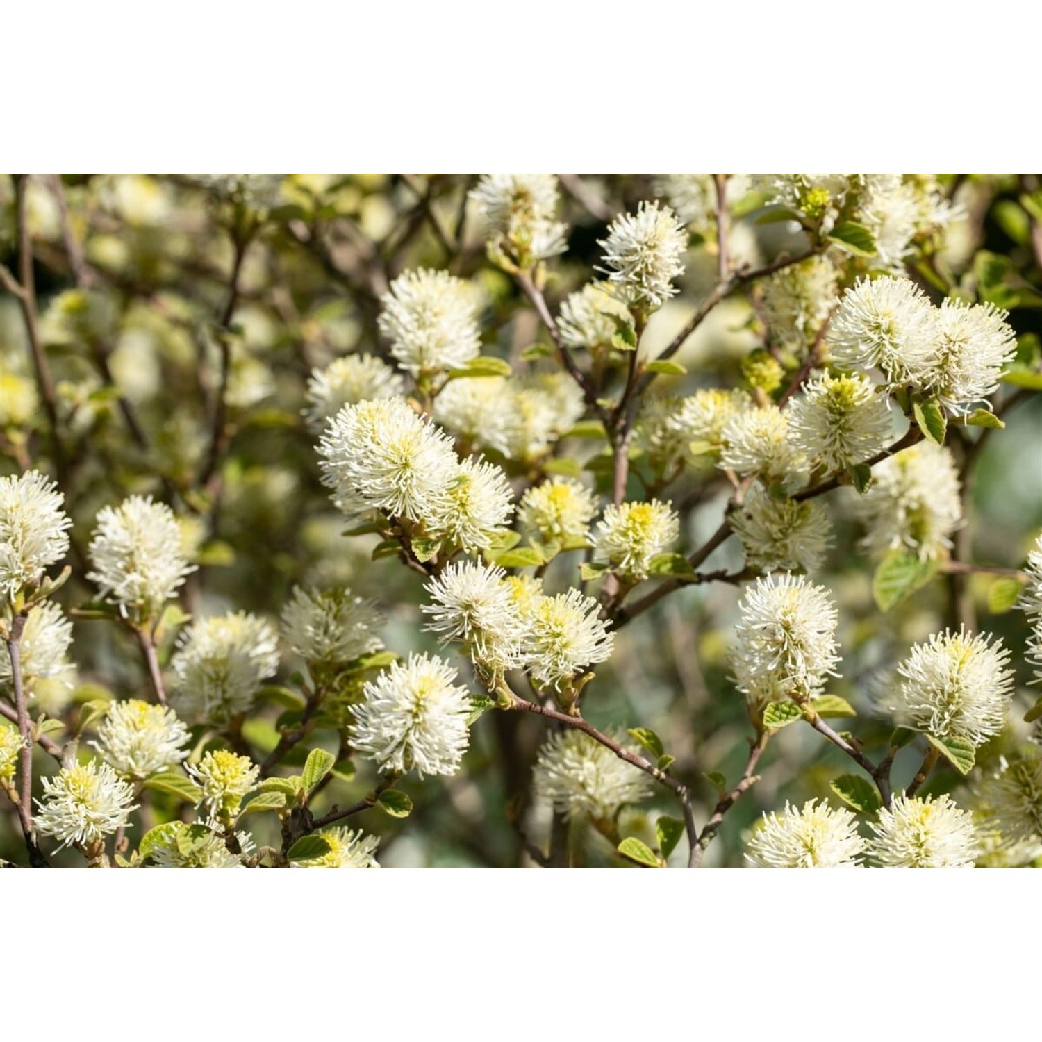 Fothergilla Gardenii Suzanne Federbuschstrauch Weiß 50–60 cm günstig online kaufen