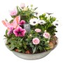 Sommerliches Pflanzenarrangement in Zinkschale (ca. 31 cm Ø) mit Petunien, Kapkörbchen und Bartnelken.
