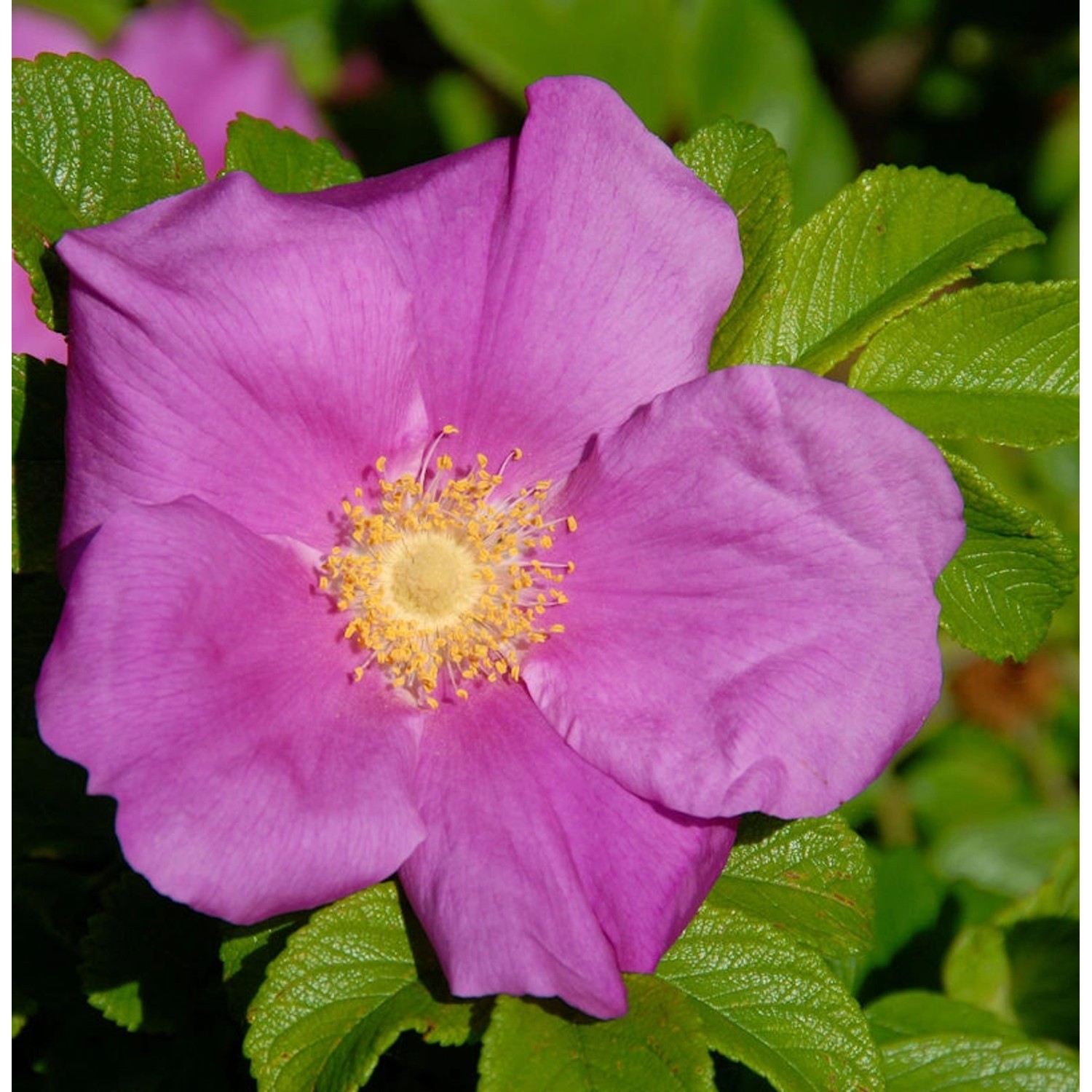 Apfelrose 30-40cm - Rosa rugosa günstig online kaufen