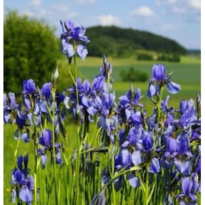 Sibirische Schwertlilie Annick - Iris sibirica