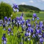 Blühende Sibirische Schwertlilie Annick (Iris sibirica) im Gartenbeet.