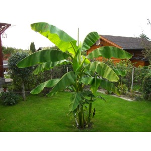 Japanische Faserbanane (Musa basjoo) im Garten, Topf ca. 12 cm, grüne Blätter.