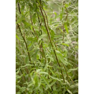 Korkenzieherweide (Salix matsudana Tortuosa) mit gedrehten Zweigen und grünen Blättern.
