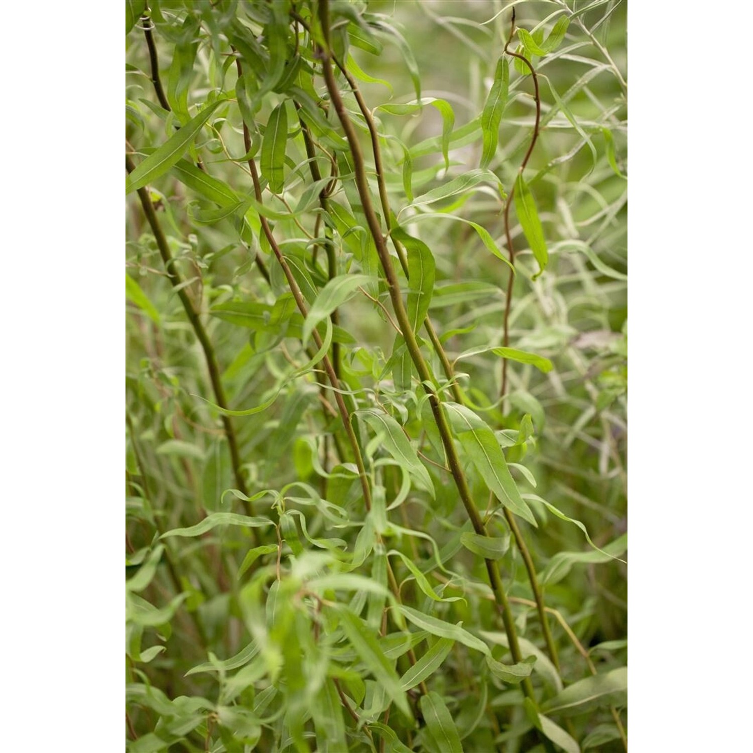 Salix Matsudana Tortuosa Korkenzieher-Weide 40–60 cm günstig online kaufen