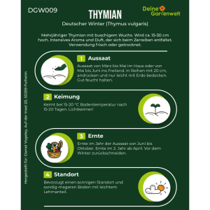 Infografik: Thymian Deutscher Winter Samen. Aussaat, Keimung, Ernte und Standort für Küchenkräuter.