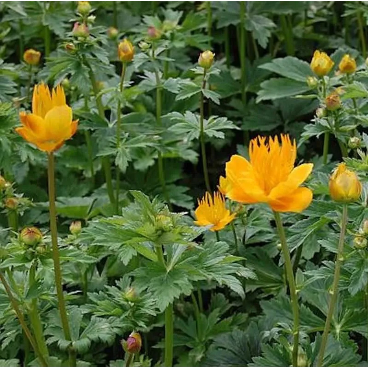 Trollblume Golden Queen - Trollius chinensis