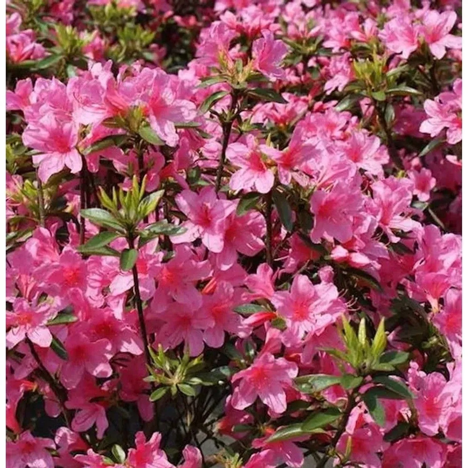 Japanische Azalee Madame Albert v. Hecke 30-40cm - Rhododendron obtusum - Zwerg Alpenrose
