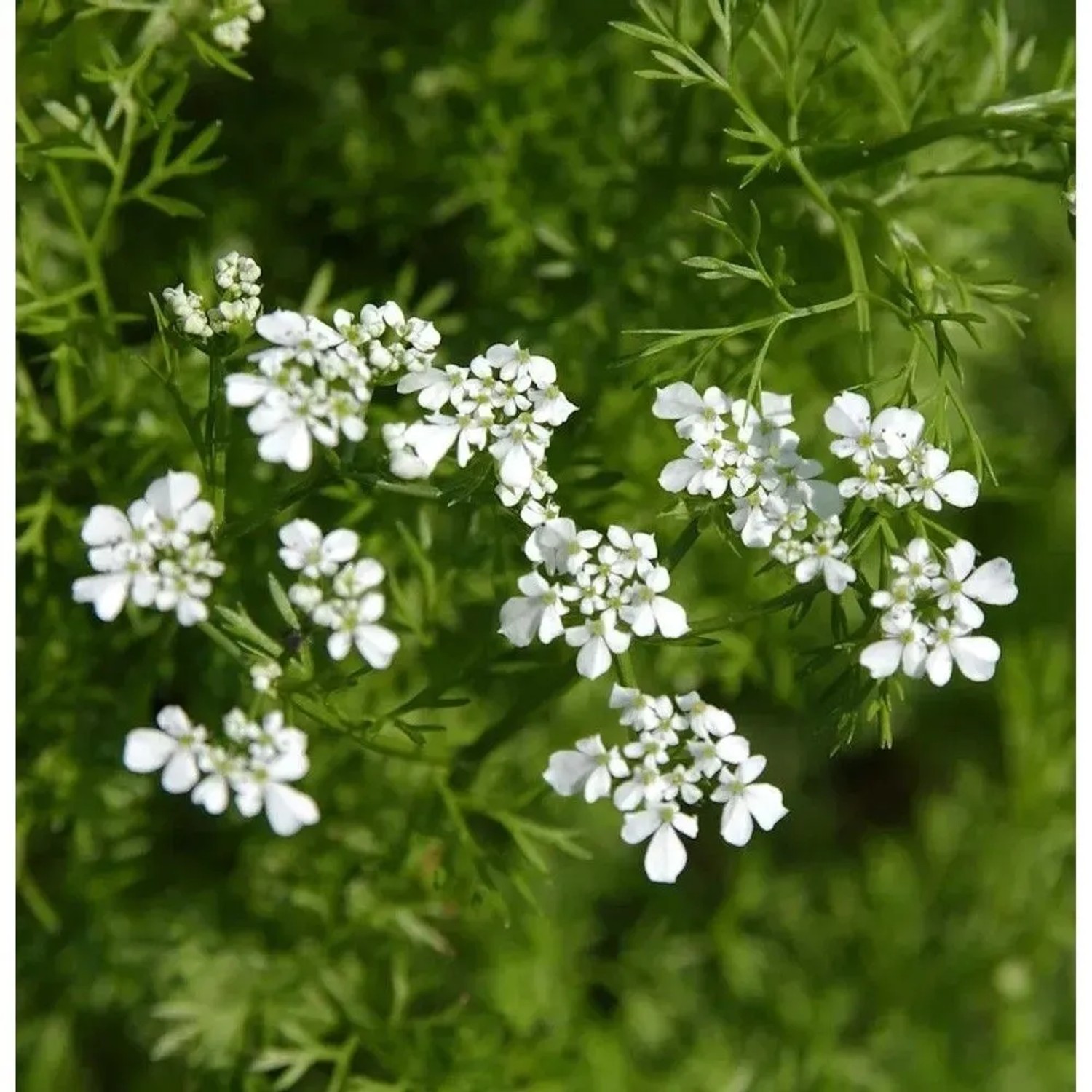Garten Kerbel - Anthriscus cerefolium