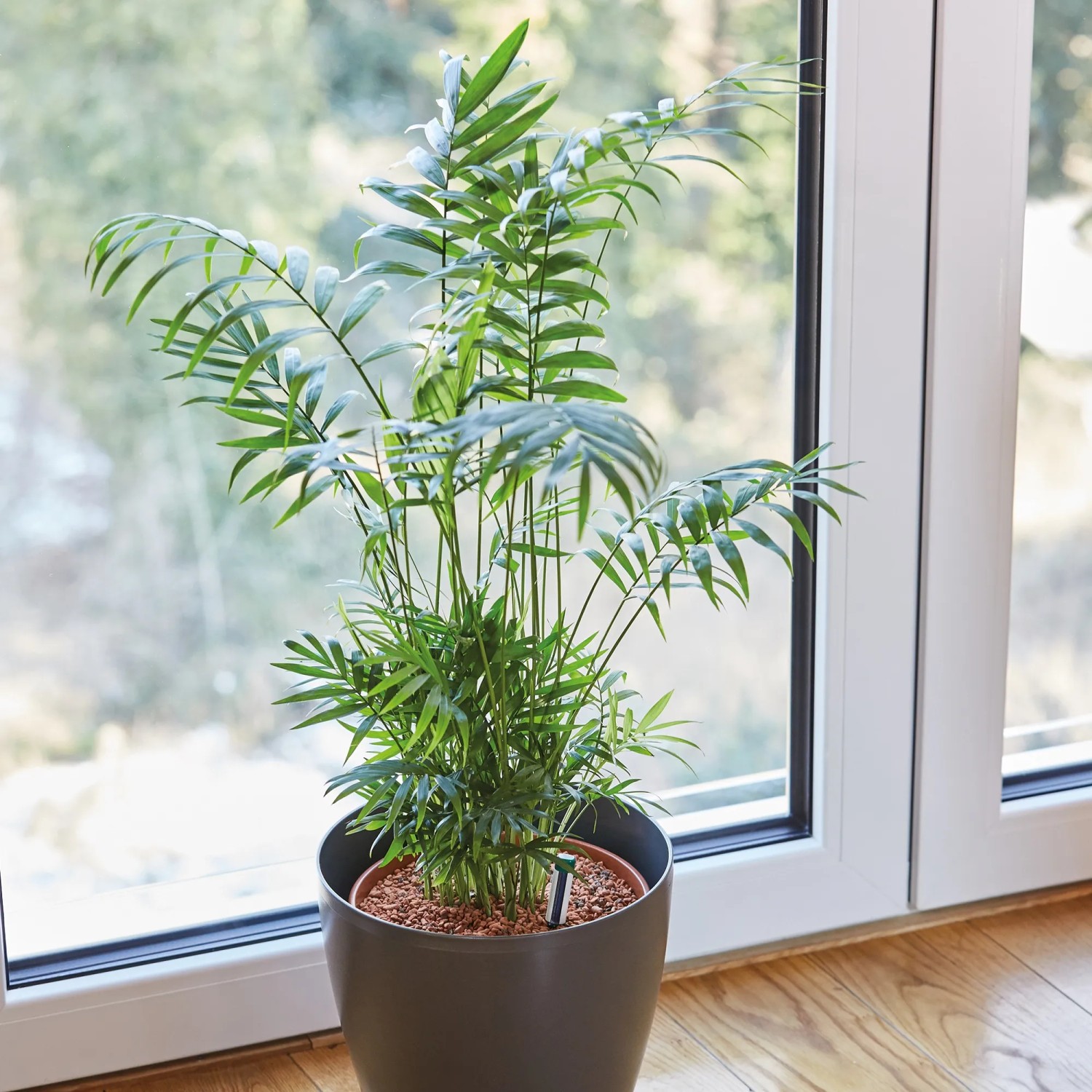 Grüne Palme im Topf mit Seramis Spezial-Substrat für Palmen 7 l vor Fenster.