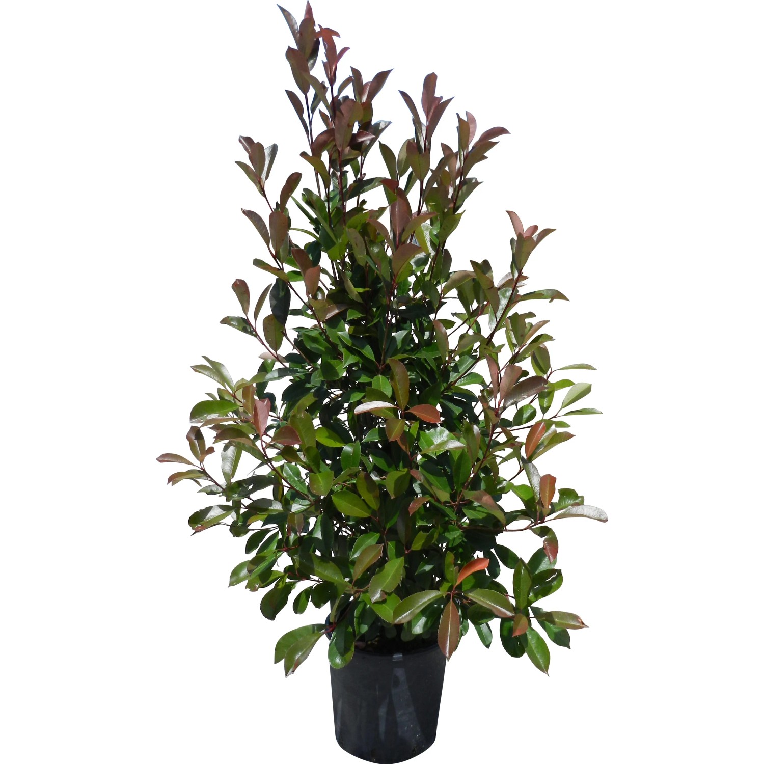 eiben 120 cm Eibe (120 - 140 cm) Taxus baccata als starke Ballenware