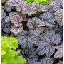 Purpurglöckchen Pinot Gris - Heuchera villosa