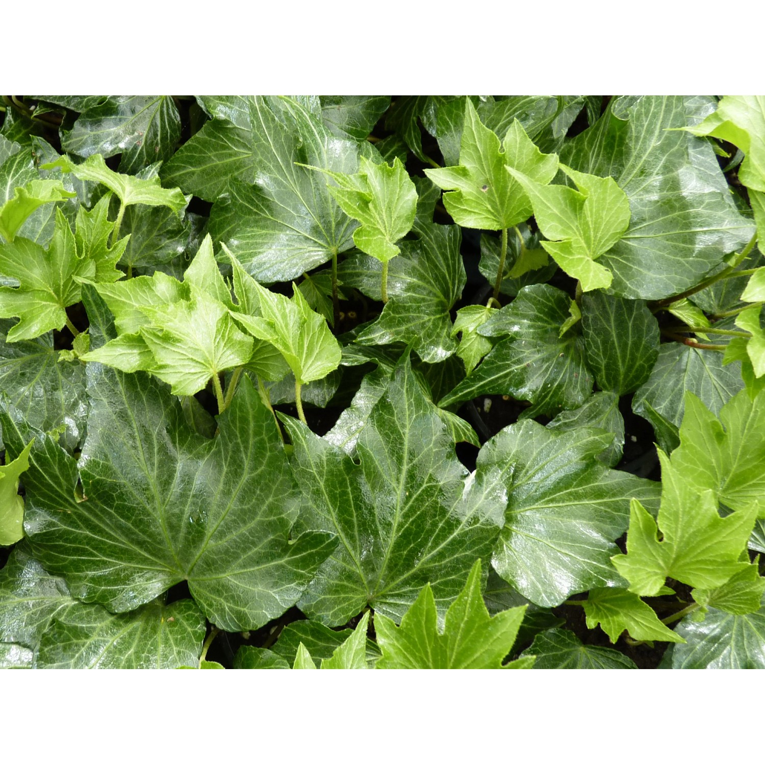 Grüner Efeu Green Ripple Topf-Ø ca. 9 cm Hedera helix