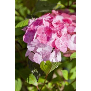 Nahaufnahme der rosa Tellerhortensie 'Preziosa' mit grünen Blättern. Blühende Zimmerpflanze.