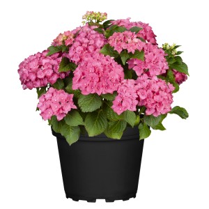 Pinke GROW by OBI Hortensie Hi Diva im Topf, ca. 30-40 cm hoch.