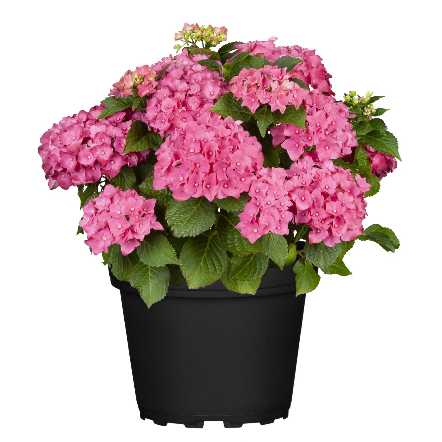 GROW by OBI Hortensie Hi Diva Pink Höhe ca. 30 - 40 cm Topf ca. 5 l Hydrang günstig online kaufen