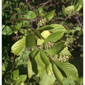 Silberkerzenstrauch Pink Spire 60-80cm - Clethra alnifolia