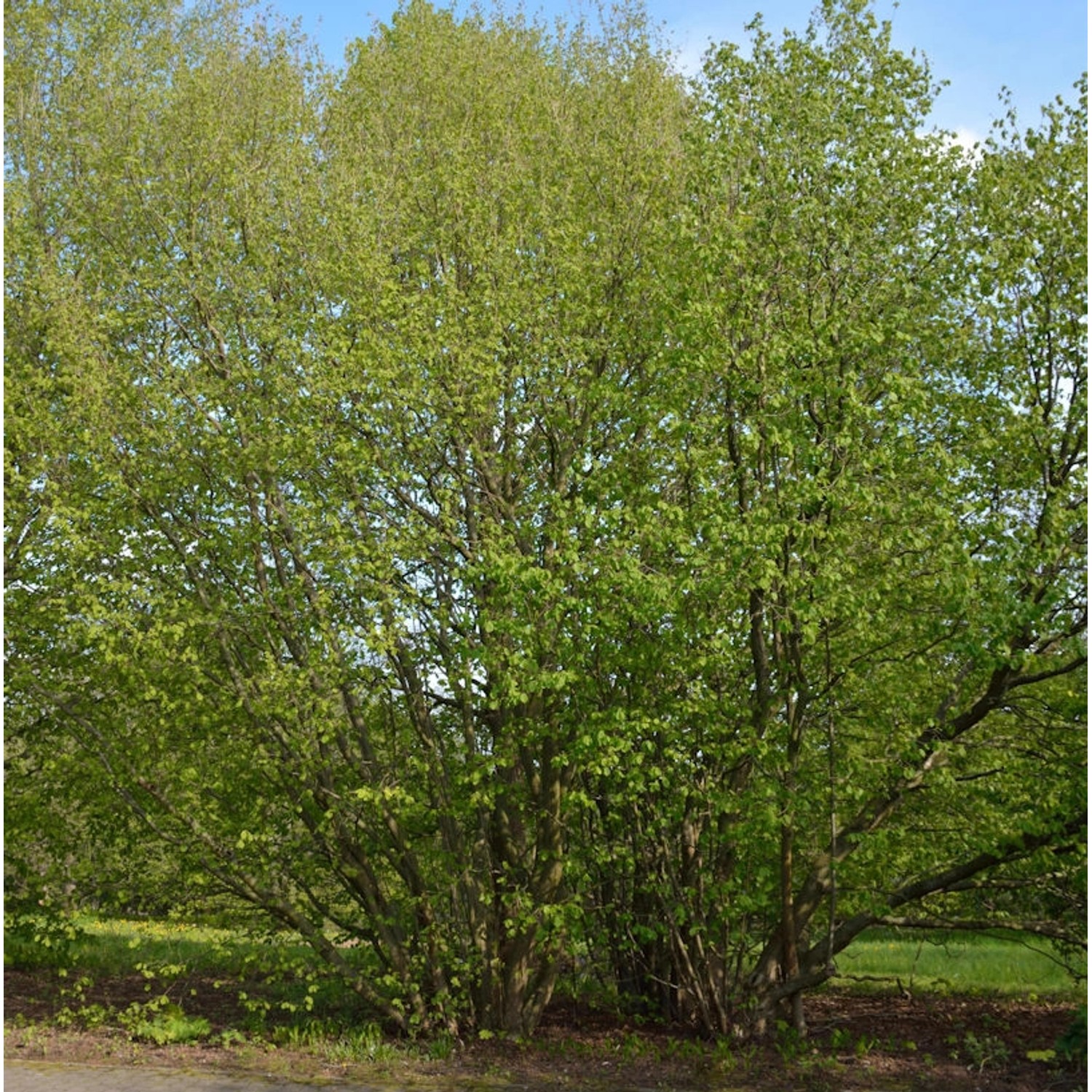 Haselnussstrauch Waldhasel Cosford 60-80cm - Corylus avellana günstig online kaufen