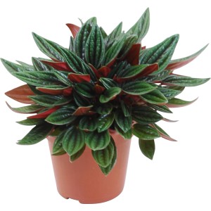 Zwergpfeffer (Peperomia) im Topf, grüne und rote Blätter, ca. 15-25 cm hoch. Blattschmuckpflanze.