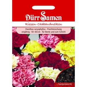 Dürr Samen Gartennelke Prachtmischung Saatgut. Bunte Chabaud Nelken in Rot, Rosa, Gelb, Weiß; mit Samenansicht.
