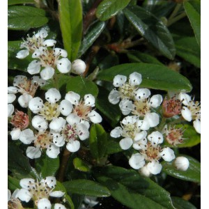 Nahaufnahme der Kriechmispel Gnom mit weißen Blüten und grünen Blättern.