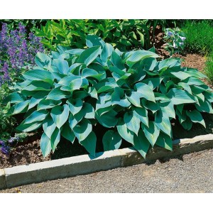 Blaublatt-Funkie 'Halcyon' im Gartenbeet: Kompakte Staude mit blaugrauen Blättern.