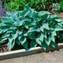 Blaublatt-Funkie 'Halcyon' im Gartenbeet: Kompakte Staude mit blaugrauen Blättern.