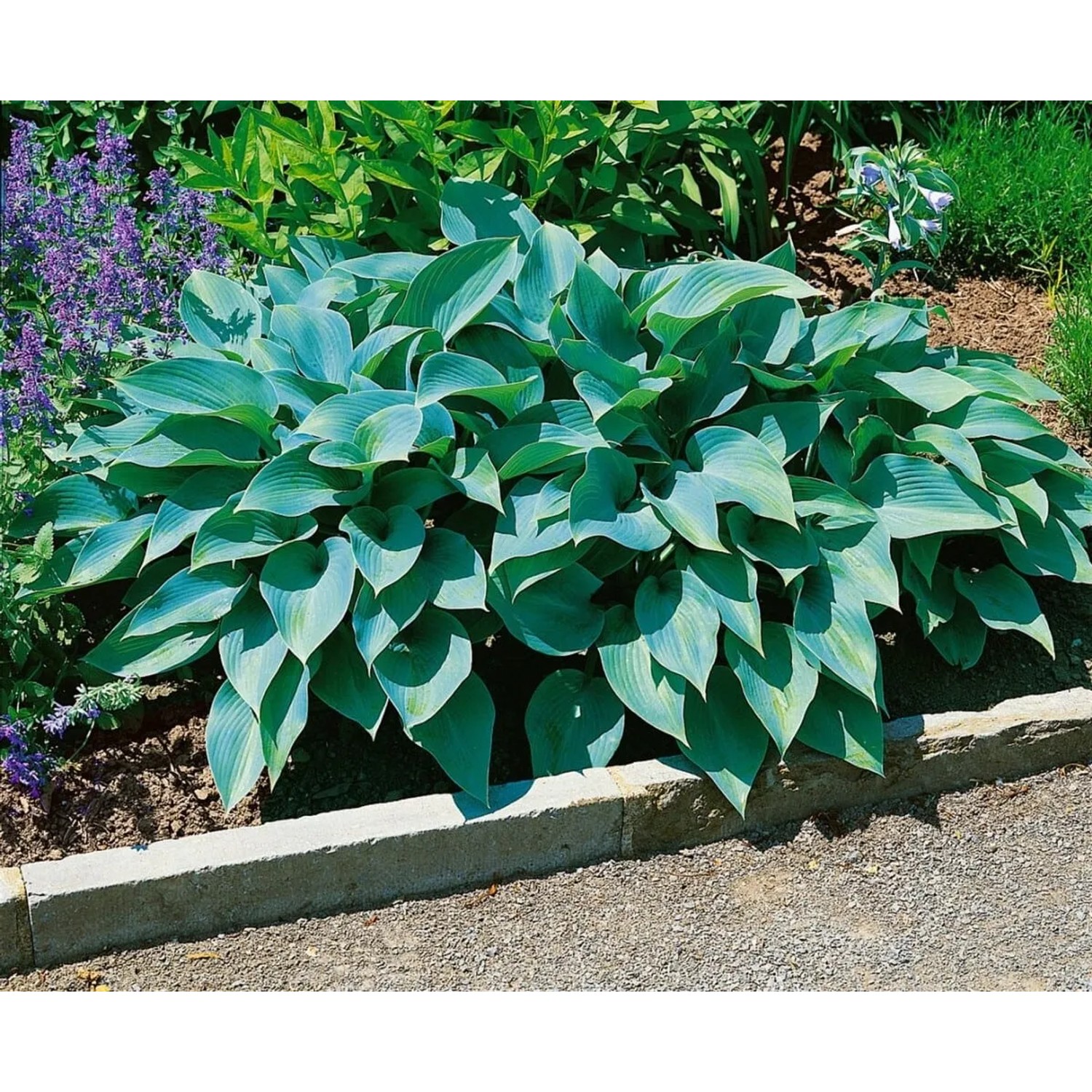 Blaublatt-Funkie 'Halcyon' im Gartenbeet: Kompakte Staude mit blaugrauen Blättern.