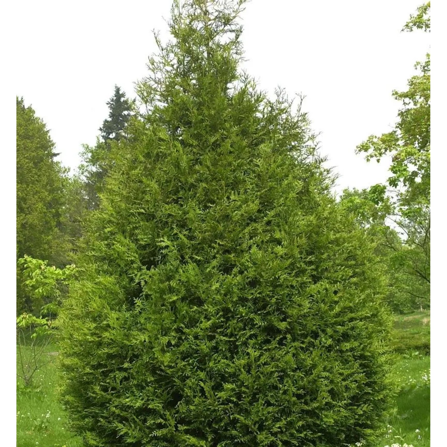 Riesen Lebensbaum Atrovirens 80-100cm - Thuja plicata