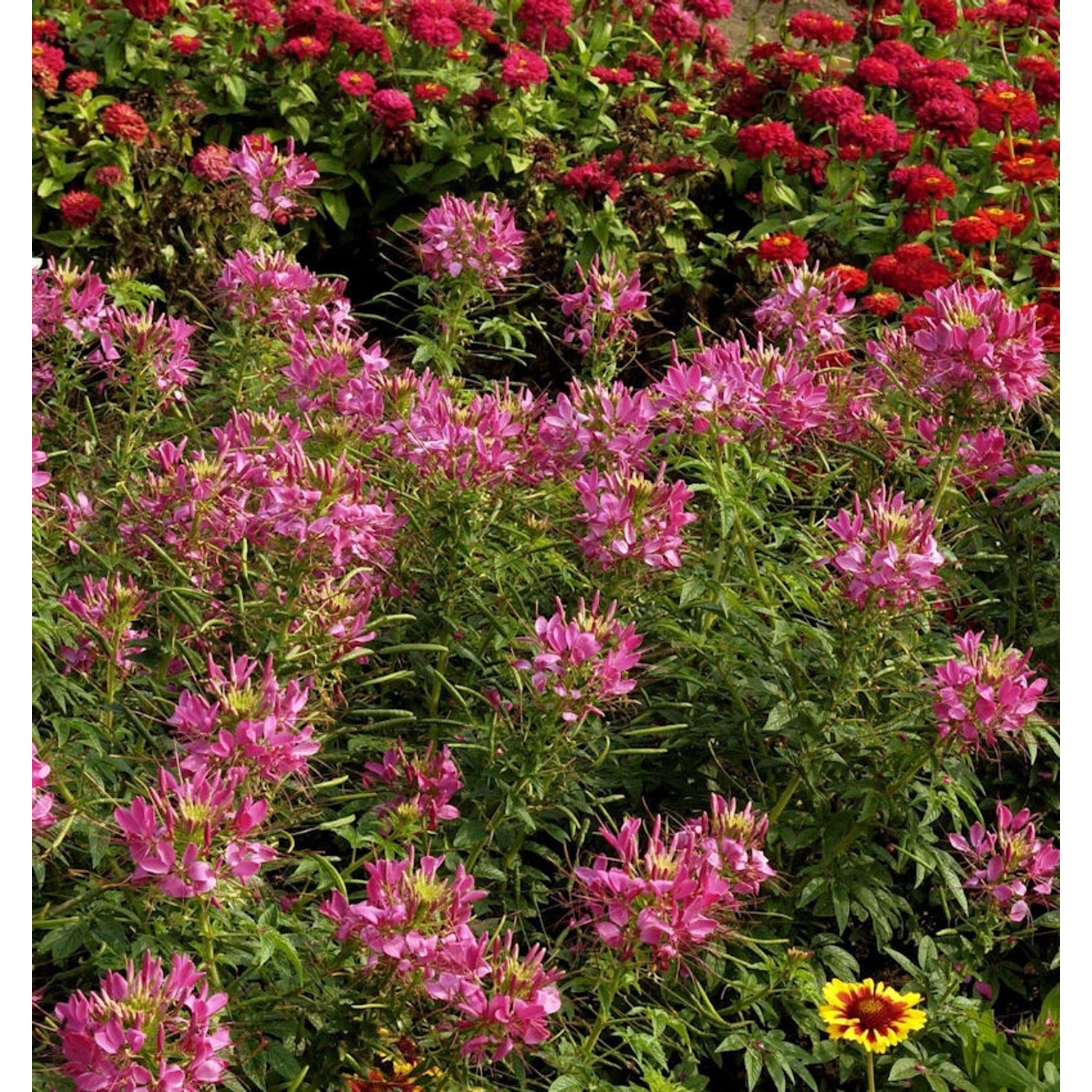 Spinnenblume - Centaurium erythraea günstig online kaufen