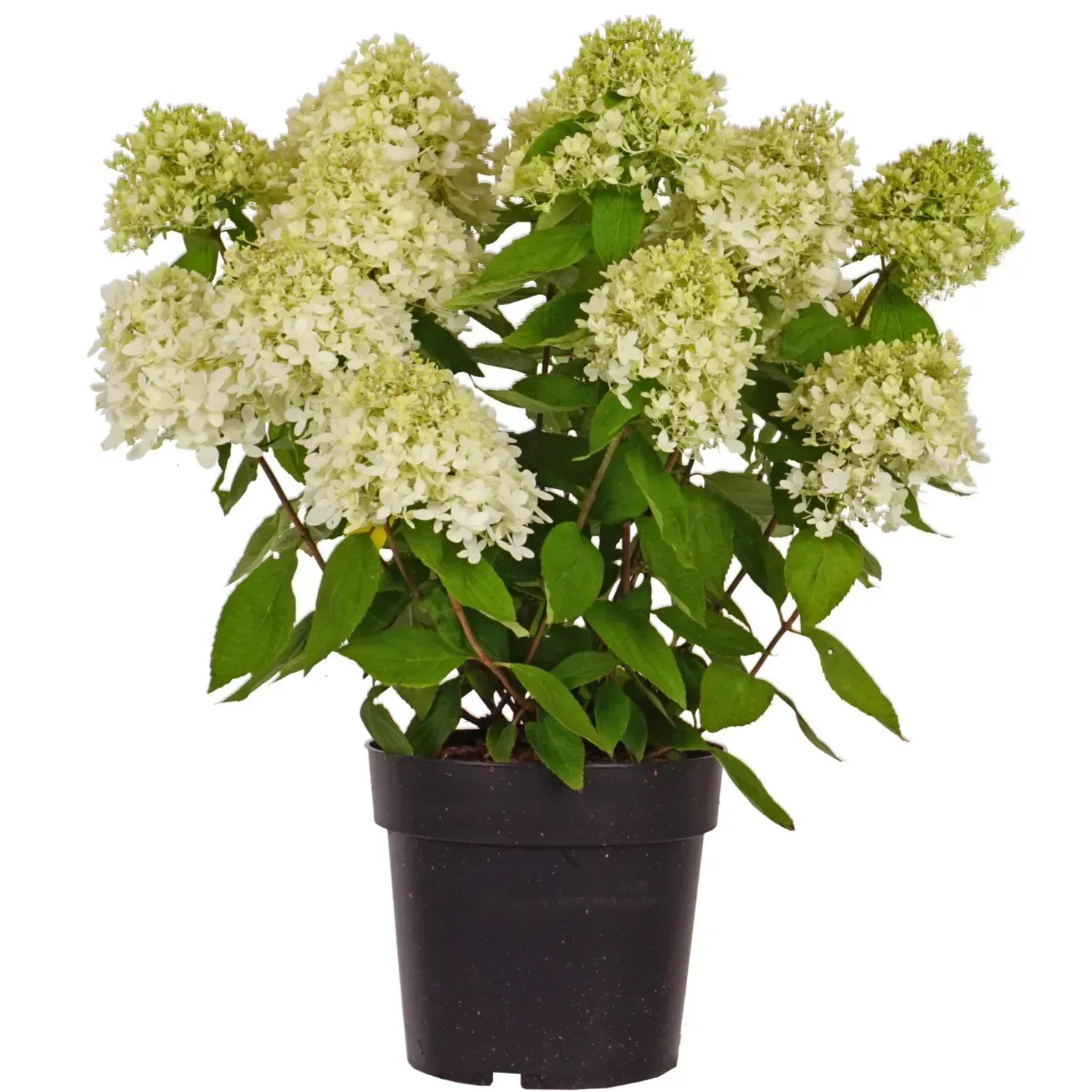 GROW by OBI Rispenhortensie Magical Candle H ca. 50-60cm Topf 6 l