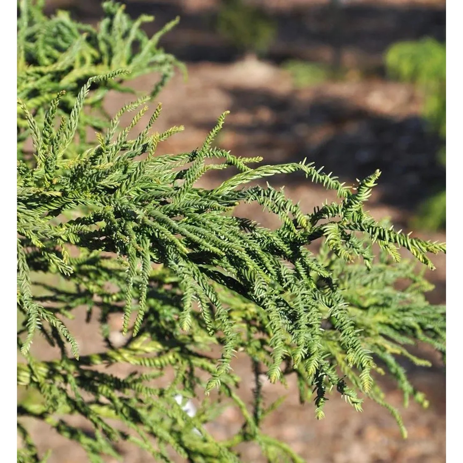 Sicheltanne Rasen 100-125cm - Cryptomeria japonica