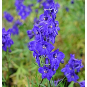 Blauer Rittersporn Atlantis (Delphinium belladonna) im Detail.