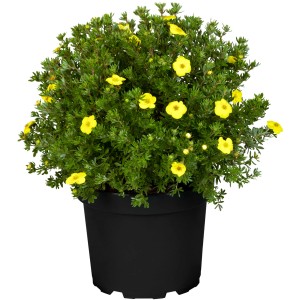 Gelber Fingerstrauch (Potentilla fruticosa) im Topf, ca. 20-30 cm hoch. Ideal als Bodendecker.