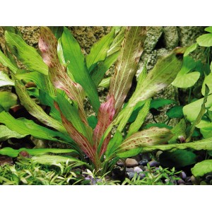 Dennerle Aquariumpflanze Echinodorus Dschungelstar Python mit grün-roten Blättern.