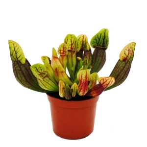 Exotenherz Schlauchpflanze Sarracenia im 9cm Topf. Fleischfressende Pflanze mit grünen und roten Schläuchen.