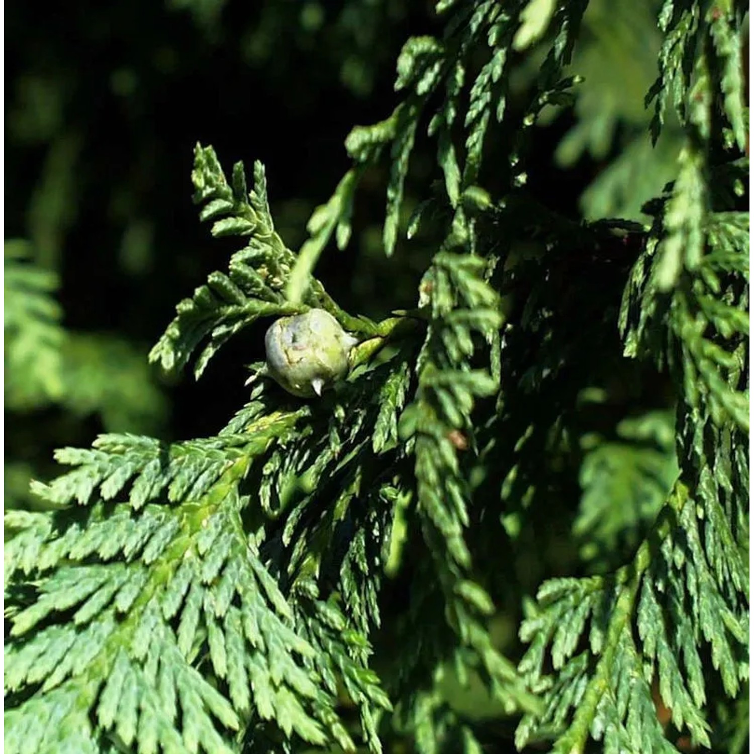 Blaue Nootka Scheinzypresse Glauca 60-80cm - Chamaecyparis nootkatensis