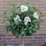 Hochstamm Mittelmeer Schneeball (Viburnum tinus) mit weißen Blüten und grünen Blättern.