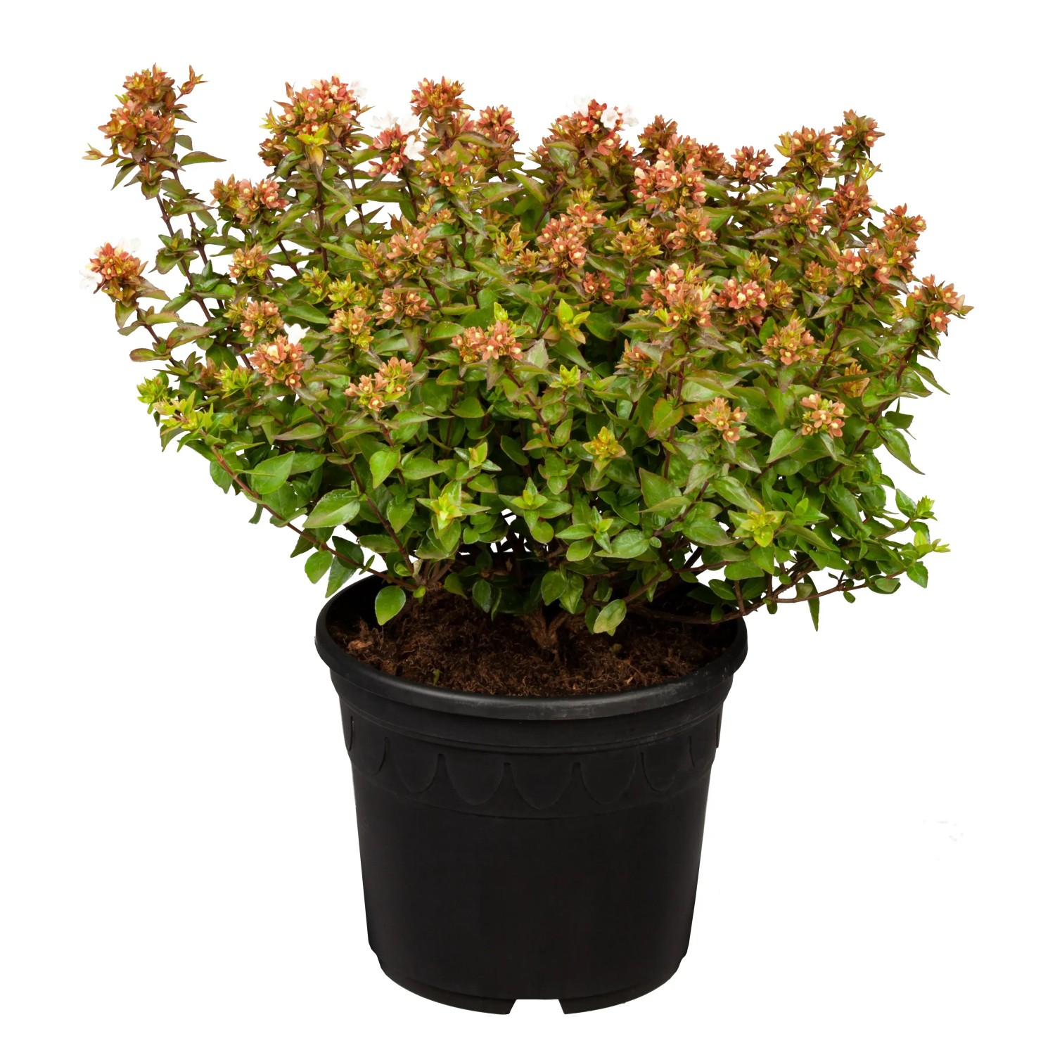 GROW by OBI Abelie Kaleidoscope Höhe ca. 20 - 30 cm Topf ca. 2,3, Abelia