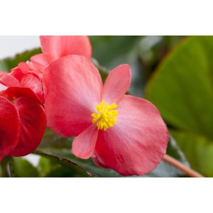 Nahaufnahme einer rosa Eisbegonie (Begonia Semperflorens) im Topf, eine beliebte Stehpflanze.